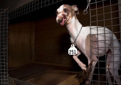 what causes newborn puppies to die dgp cares charity contest winner national mill rescue what causes newborn puppies to die dgp cares charity contest winner national mill rescue