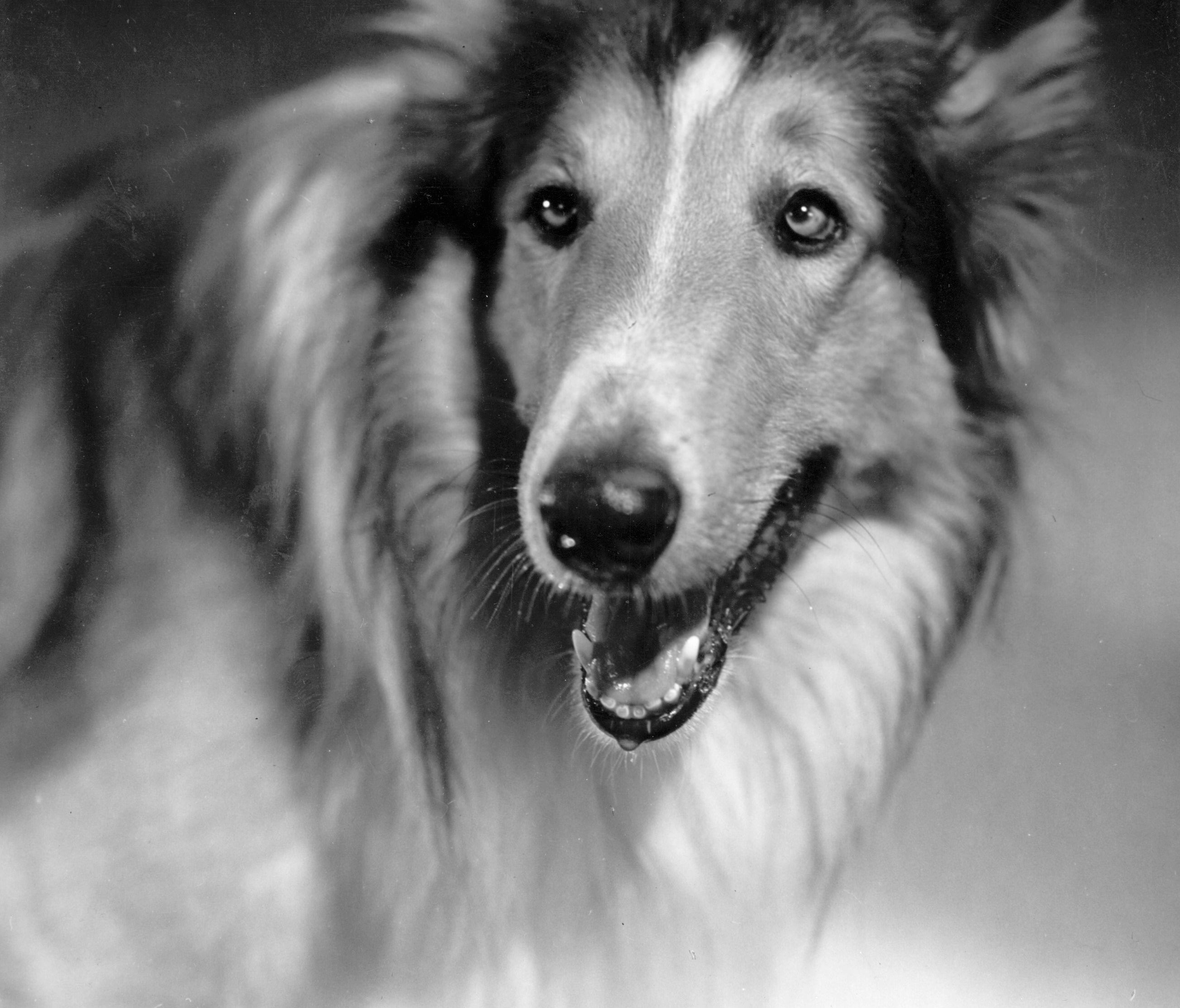 Dog Can T Walk Anymore But Is Happy Dog Can T Walk Anymore But Is Happy