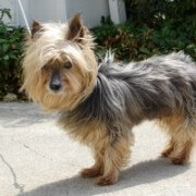arthritis in yorkies pet joint supplements canine supplements dogs and arthritis dgp arthritis in yorkies pet joint supplements canine supplements dogs and arthritis dgp