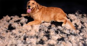 why do dogs shed shedding in dogs which breeds shred and which don t why do dogs shed shedding in dogs which breeds shred and which don t