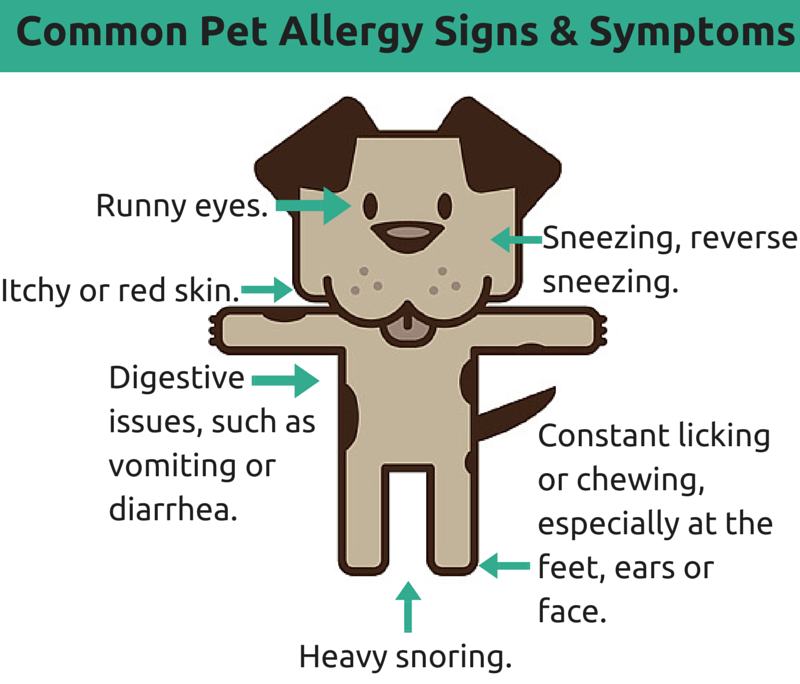 View of Pet Allergy Signs and Symptoms - DGP For Pets