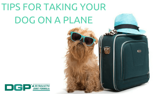 taking a on a plane tips for taking your on a plane dgp for pets taking a on a plane tips for taking your on a plane dgp for pets