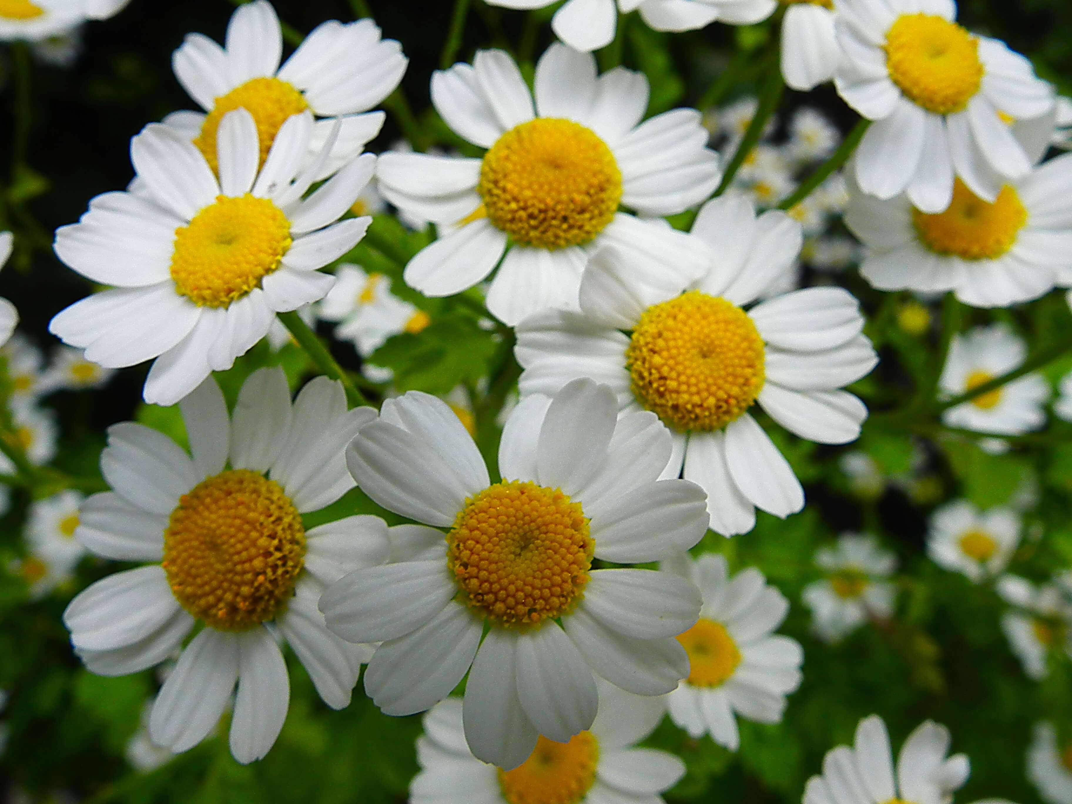 What's in DGP Feverfew DGP For Pets