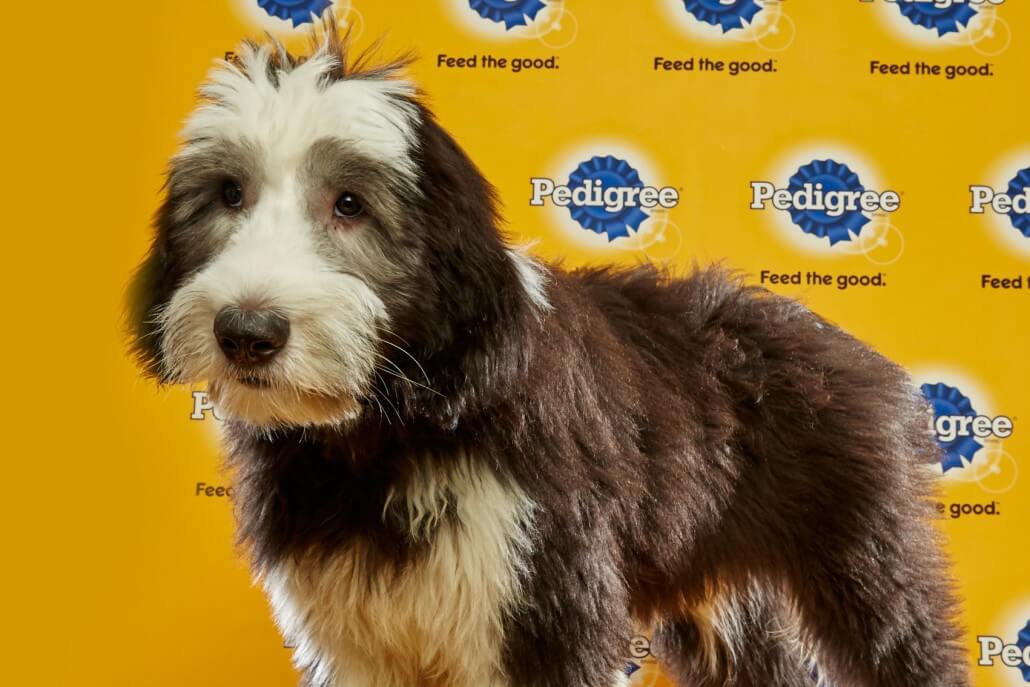 puppy bowl puppies meet the puppies of the 2016 puppy bowl dgp for pets puppy bowl puppies meet the puppies of the 2016 puppy bowl dgp for pets