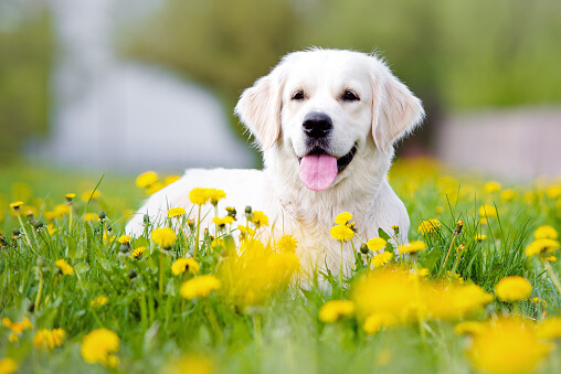 what were golden retrievers bred for surprised that these are the most popular breeds what were golden retrievers bred for surprised that these are the most popular breeds