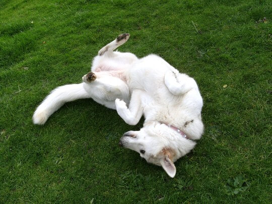 why do dogs roll in dead things behaviors explained dgp for pets why do dogs roll in dead things behaviors explained dgp for pets