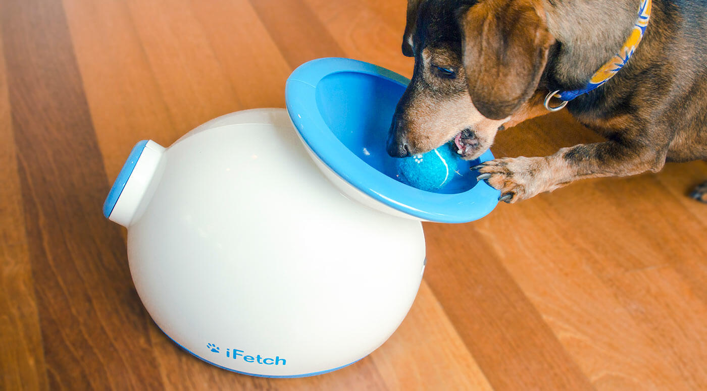 The Coolest Pet Products You Didn't Know About DGP For Pets