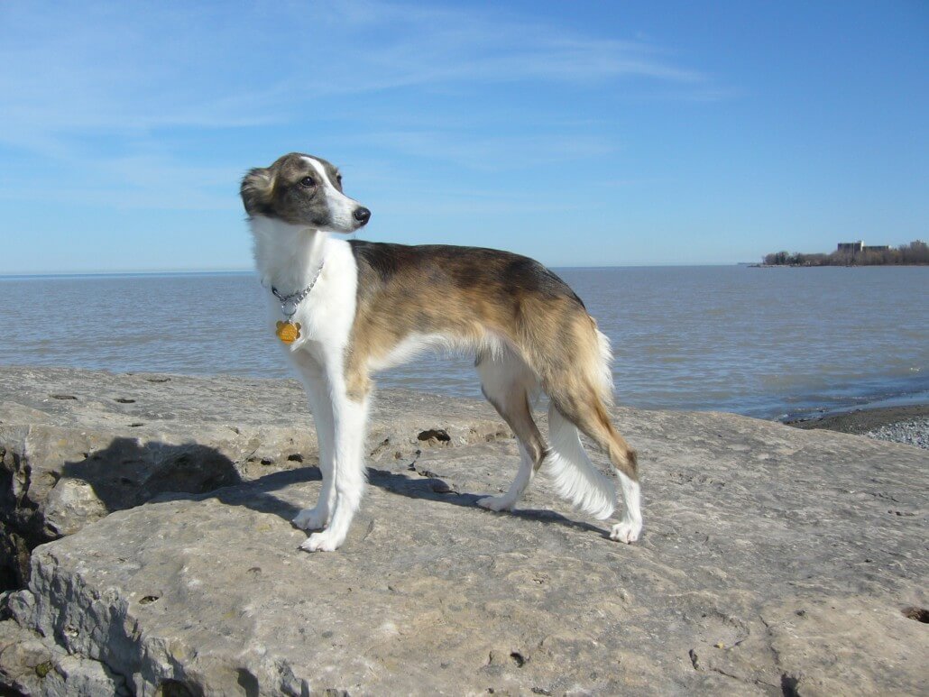 Myrtle Beach Dog Friendly Myrtle Beach Dog Friendly