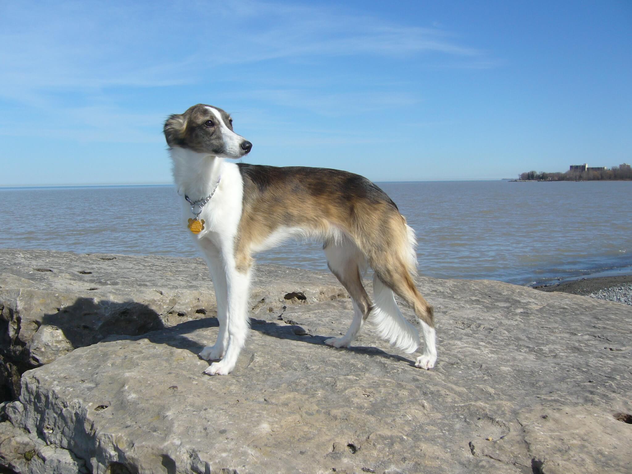 Are Dogs Allowed At Myrtle Beach Are Dogs Allowed At Myrtle Beach