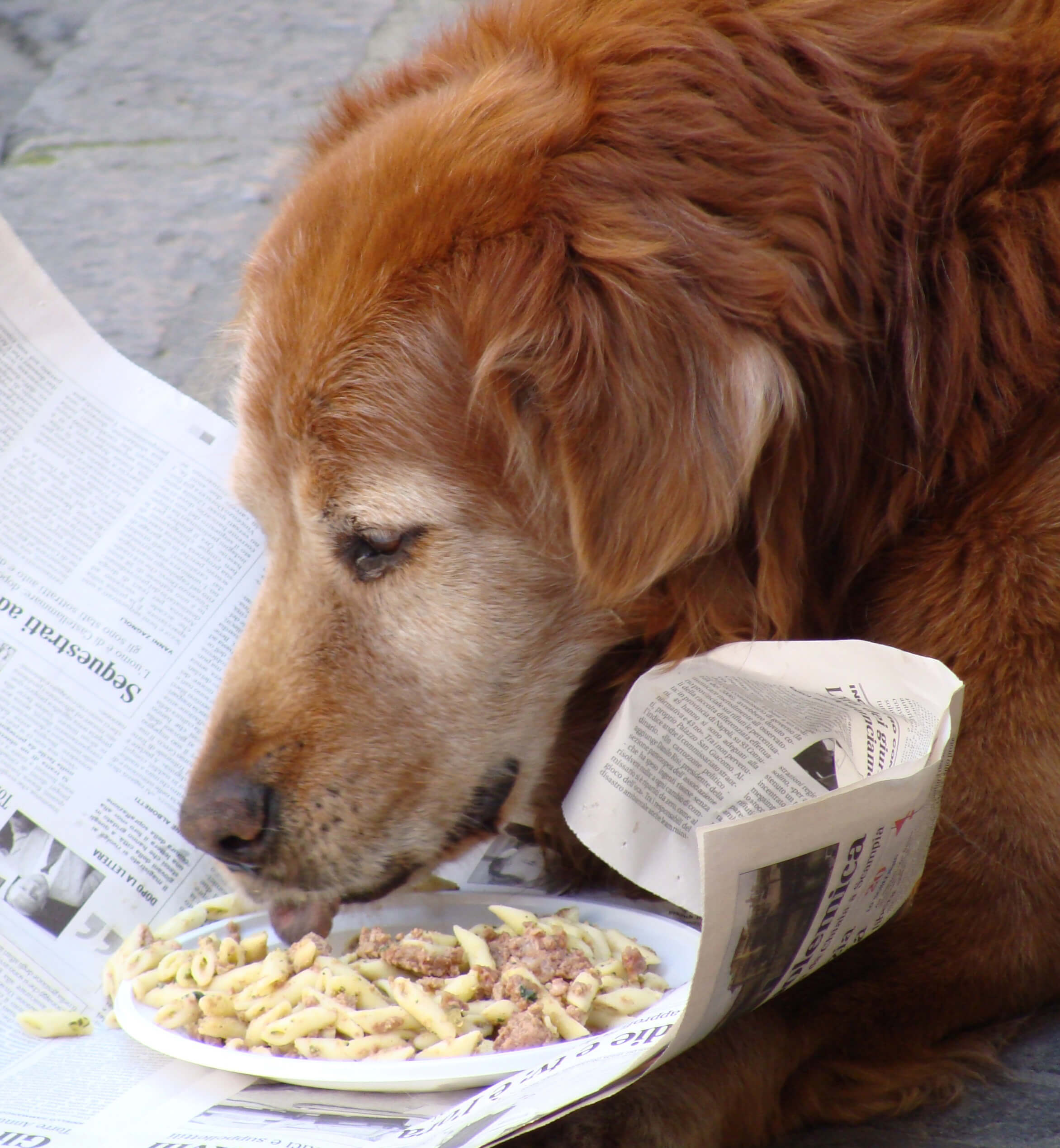 Dietary Tips For Older Dogs DGP For Pets