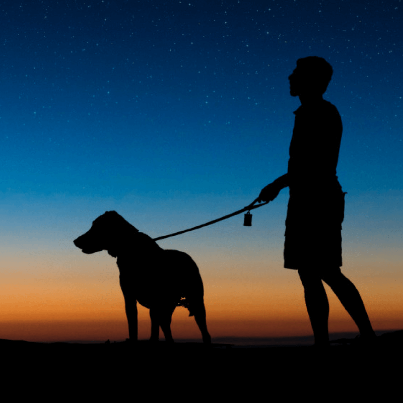 How to Have a Safe Nighttime Walk - DGP For Pets