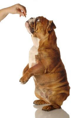 dog training