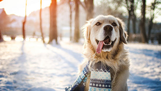 winter dogs winter safety tips for senior dogs dgp for pets winter dogs winter safety tips for senior dogs dgp for pets