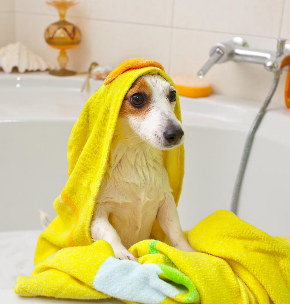 Training Your Dog Bath Time Edition DGP For Pets
