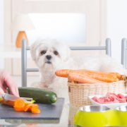 superfoods for dogs how to correctly store food dgp for pets superfoods for dogs how to correctly store food dgp for pets