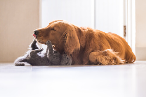 socializing dogs socializing cats and dogs dgp for pets socializing dogs socializing cats and dogs dgp for pets