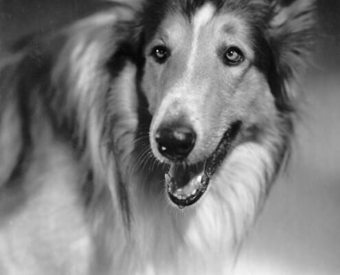 Dog movie