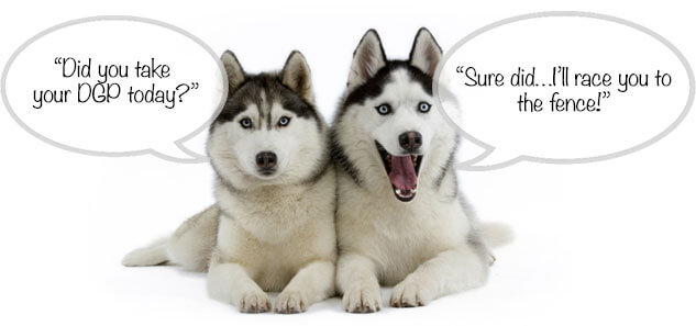 talking-dogs