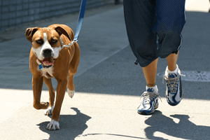 dog walker