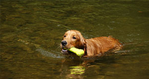 Swimming dog