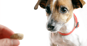 5 Summertime Treats That Could Hurt Your Dog
