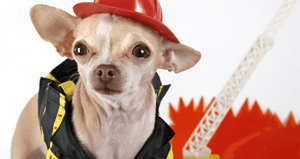 Fire Pet Safety Tips