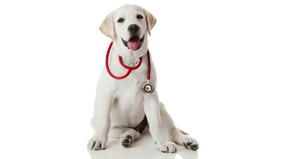 What is Pet Insurance and is it Important?