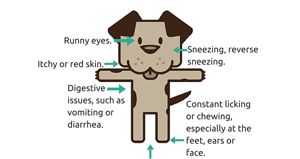 Dog allergies