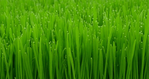 wheatgrass
