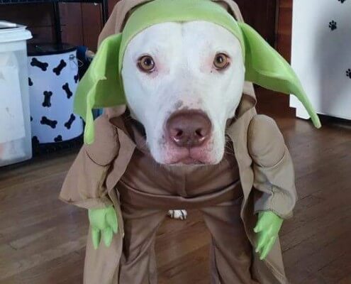 Walloda in Costume