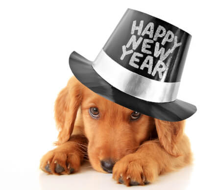Pet resolution