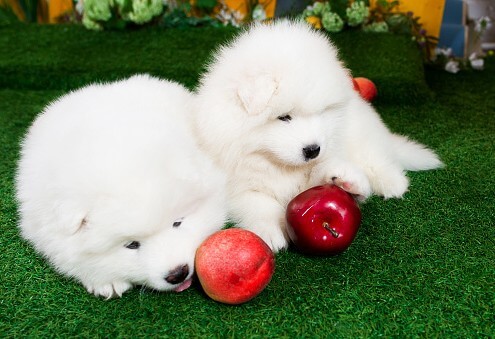 people food for dogs