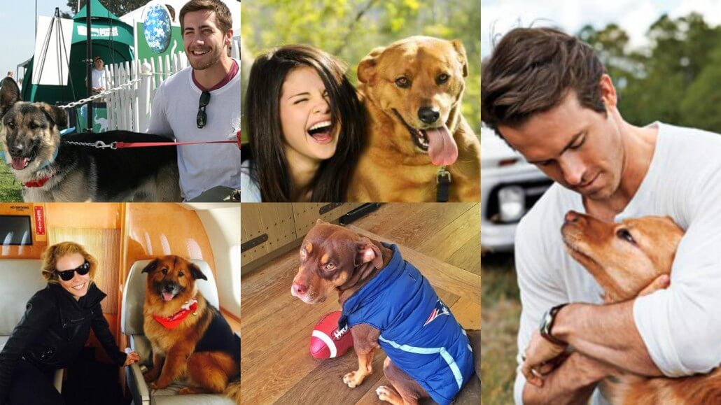 Celebrities With Big Dogs - DGP For Pets