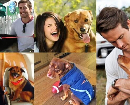 Celebrity Dog