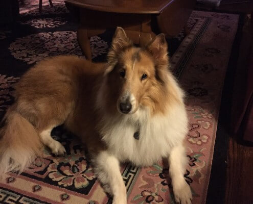Dog of the month