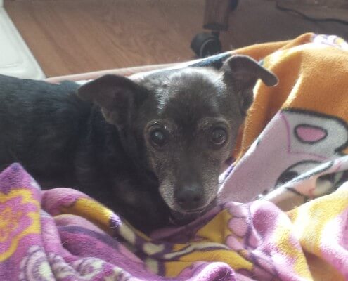 Lilly Dog of the Month