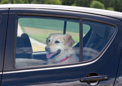 dog in hot car