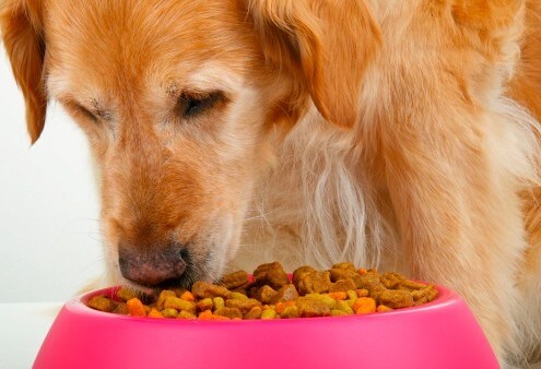 dog eating