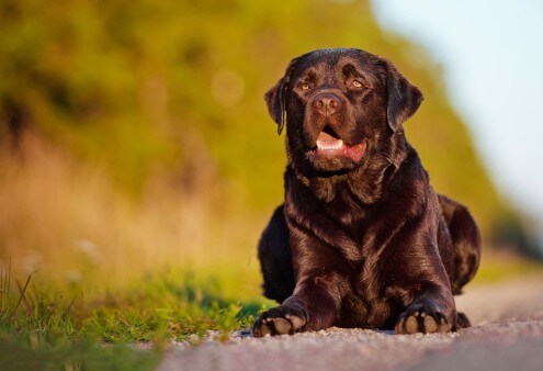 Chocolate lab