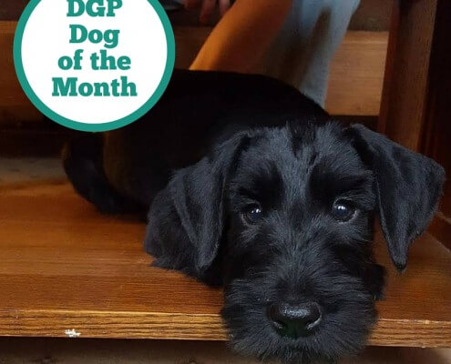 may dog of the month