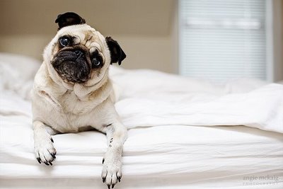 pug head tilt