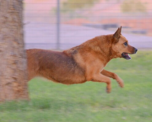 Sheba looking energetic after using DGP