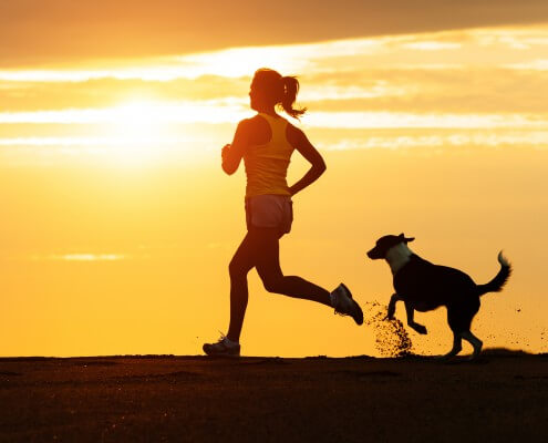 traveling and workout tips for dogs