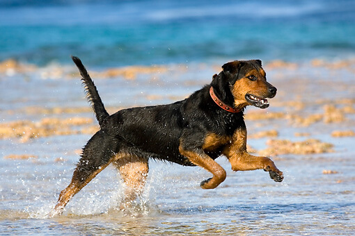 Best Dog For Running In Heat Best Dog For Running In Heat