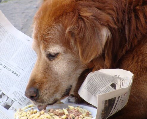 dog eating