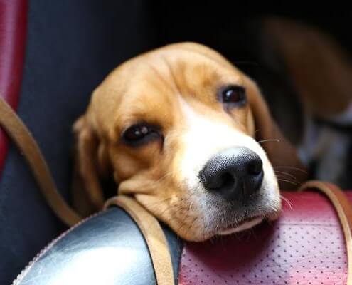 sick dog in car