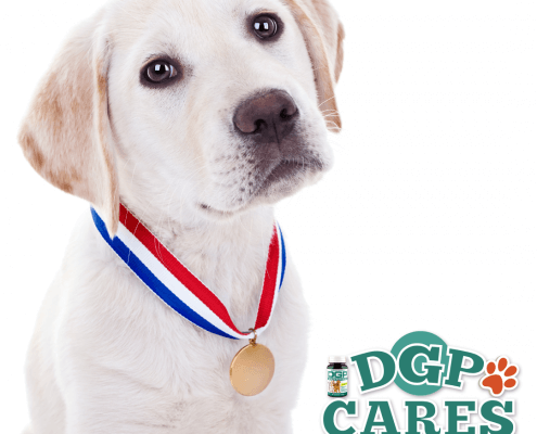 DGP Cares 2016 winners blog