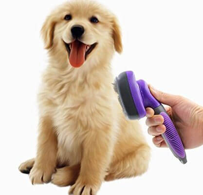 shedding dog