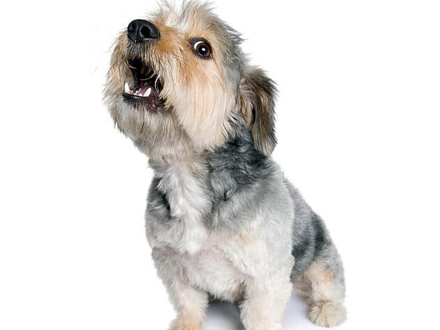 What To Do When Dogs Bark At Night What To Do When Dogs Bark At Night