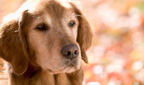 senior dog behaviors explained